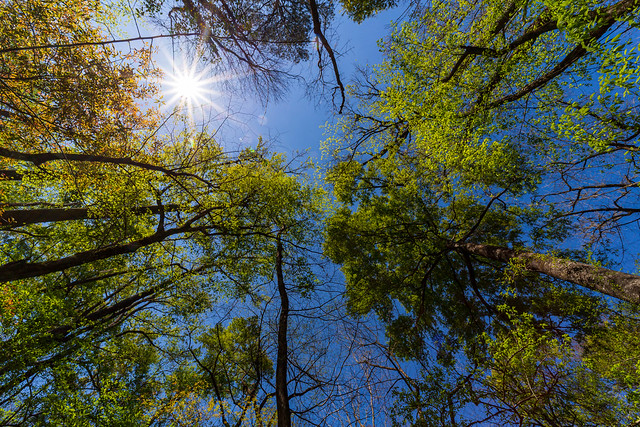 Congaree Trees - Congaree National Park