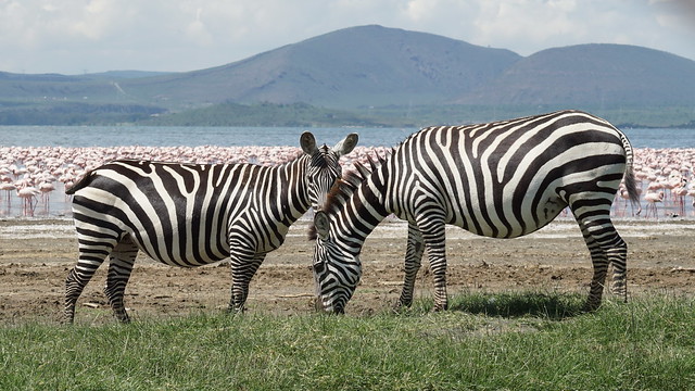 Zebras - Soyasambu Conservancy - Kenya