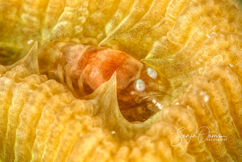 animal coral macro nature ooms pale philippines palecoralshrimp romblon shrimp sonja sonjaooms underwater sealife bandof5 themostbeautifulmacroimages
