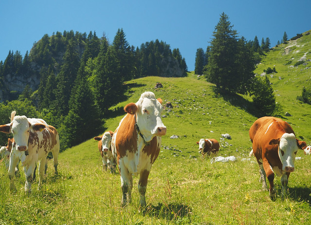 Kuh Alm Alpen Bayern Oberbayern © Cow Mountain Pasture Alps Upper Bavaria Germany ©