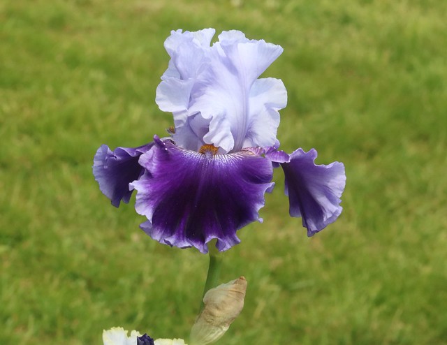 white and purple bearded iris