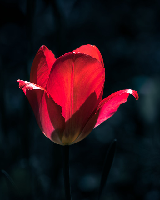 Tulip 2 (1 of 1)