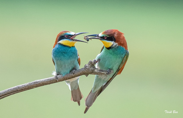 Gift / European Bee-eaters (Merops apiaster)