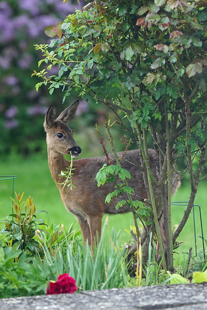 visitor in my garden