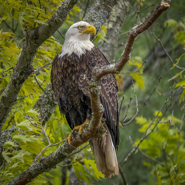 Bald Eagle Overlooking the Loyalsock Creek