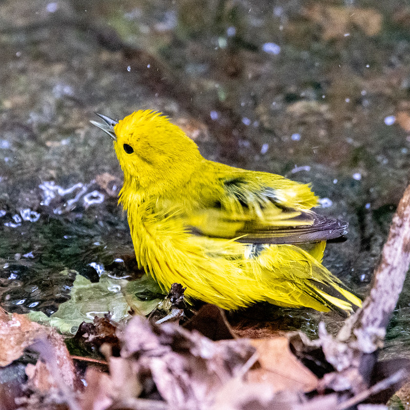 yellow-warbler-0505