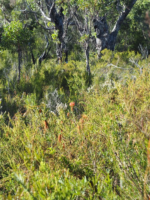 Mehniup Nature Reserve Hike - Kent River, South Coast, Western Australia