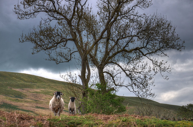 Mother & Baby, Barbondale, Yorkshire Dales (Explored)