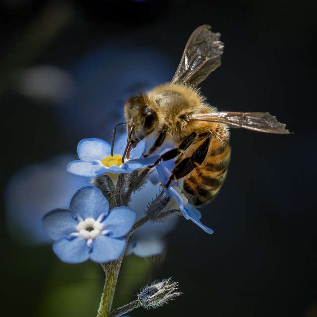 Honey Bee on a Forget-me-not flower