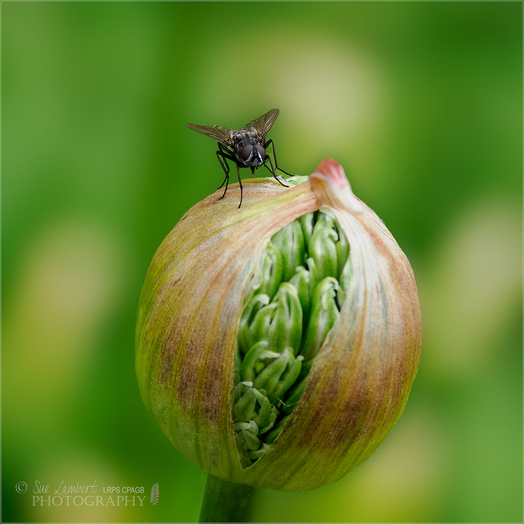 Alai Insect Allium & Arthropod | Nanooki | Flickr