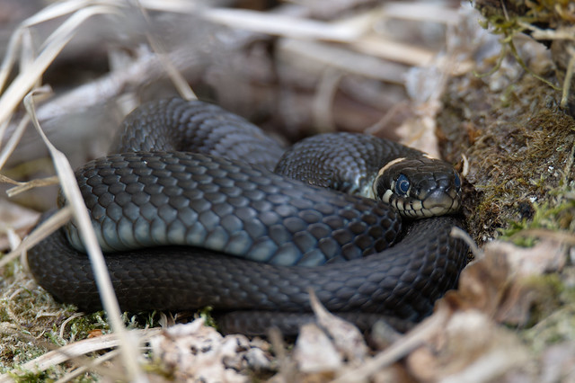 Grass Snake (Natrix natrix) Snok