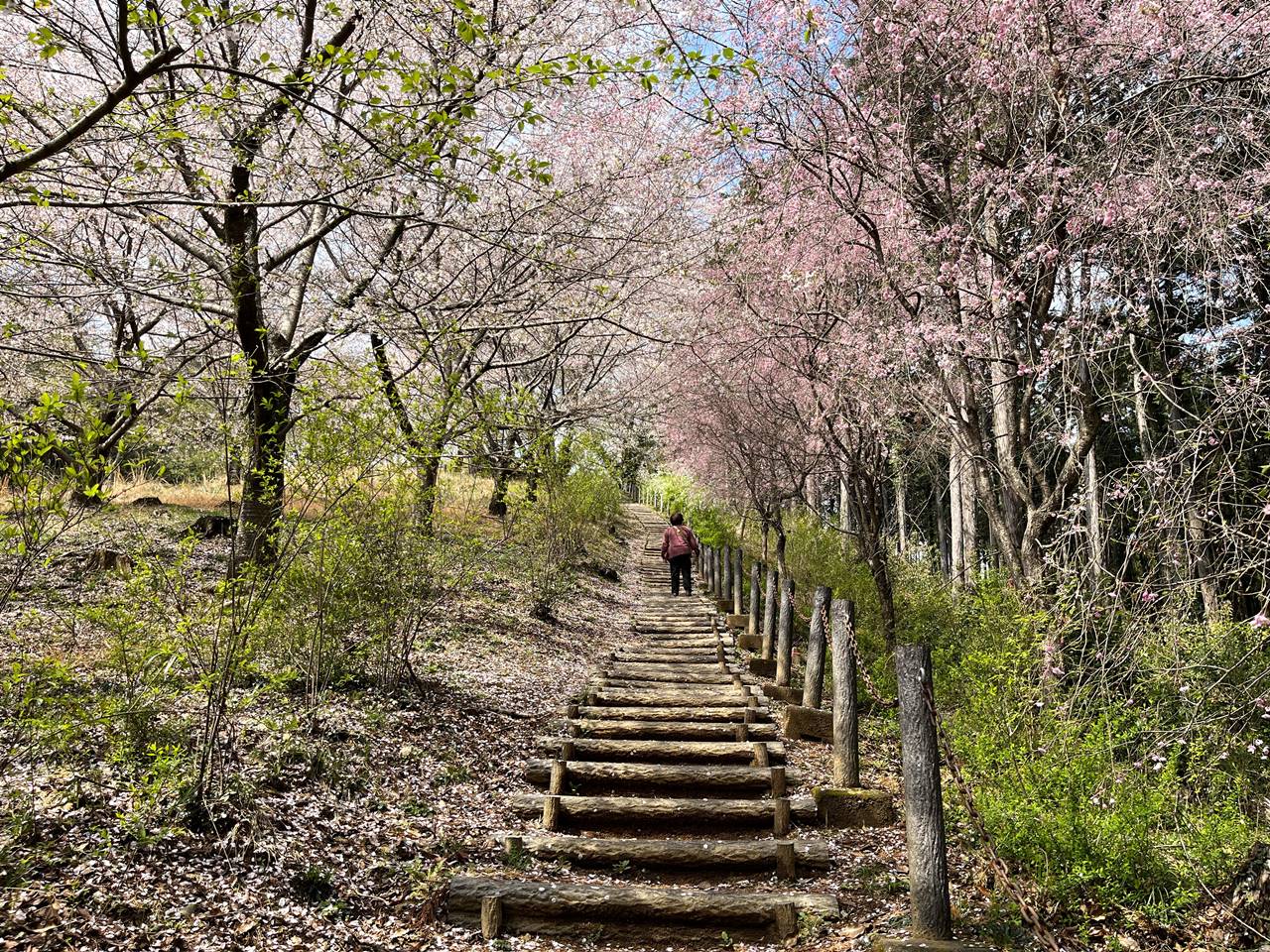 【奥武蔵】大高取山 桜満開！越生駅から高麗駅へ春の縦走登山