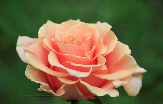 The Apricot Rose