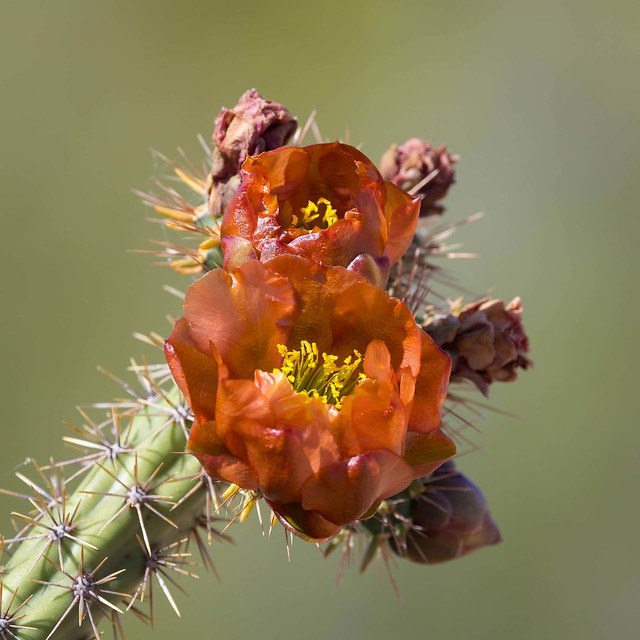 Cholla Cactus Blossoms