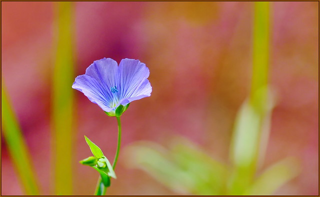 Happy Blue Flax Flower