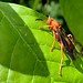 Red Wasp — h