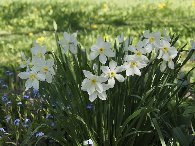 Narcissus cv.