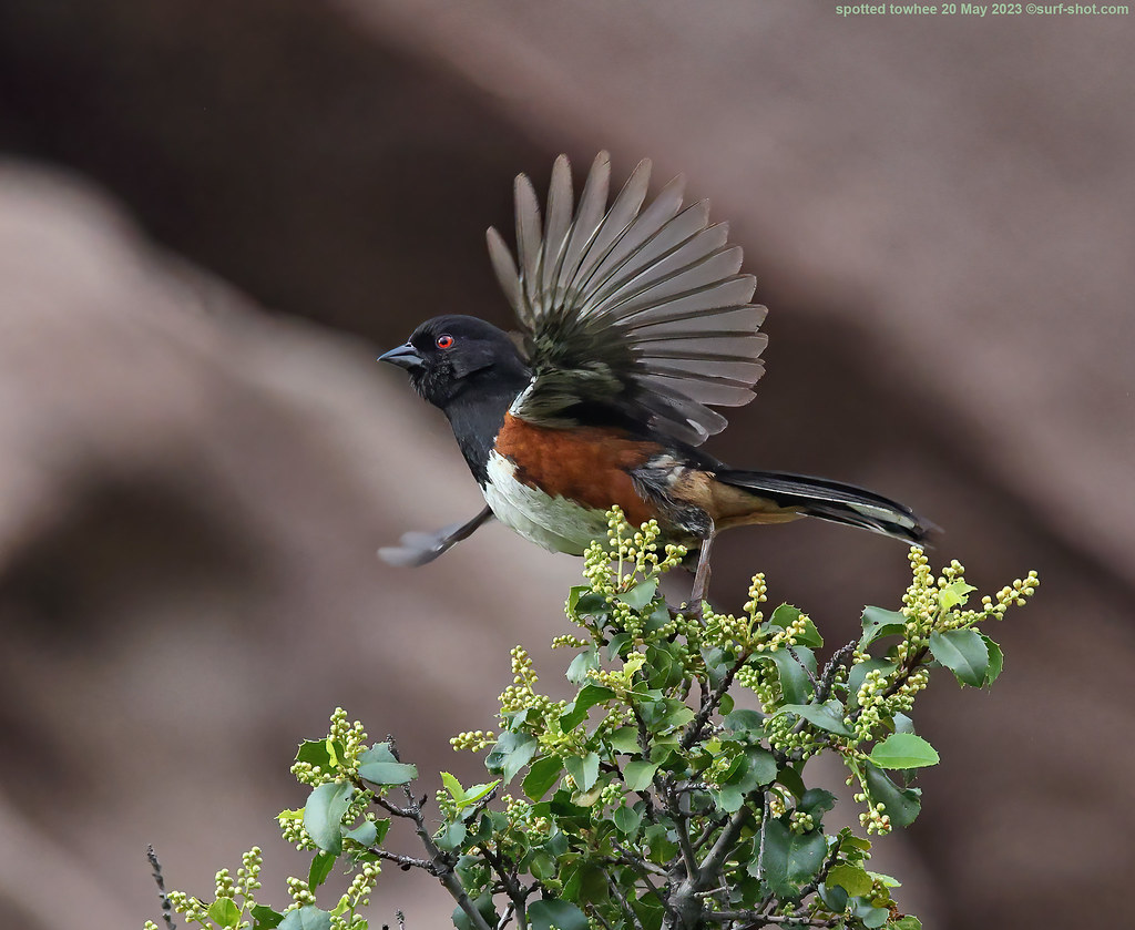 surf-shot-spotted-towhee-20-May-2023--_08A0007