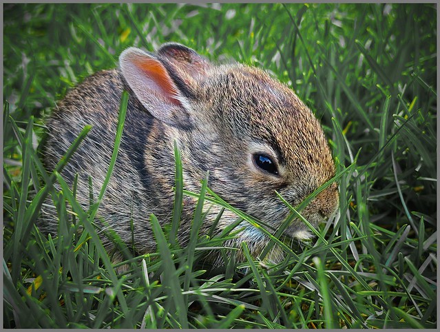 Baby Bunny in the Grass  ...Explored 5-21-23