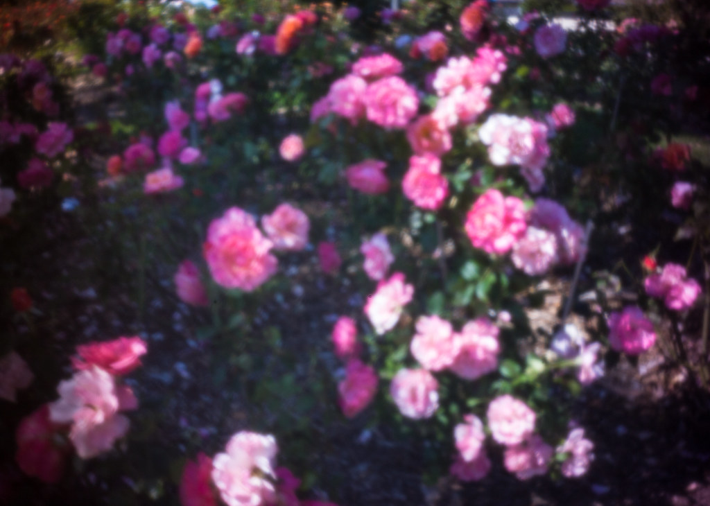 Morwell Rose Garden