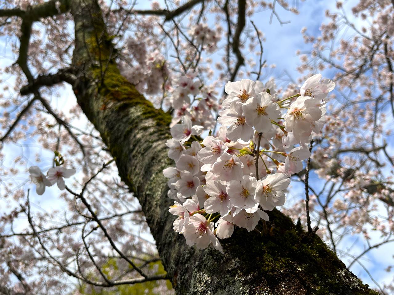 越生・さくらの山公園（大高取山登山）満開の桜