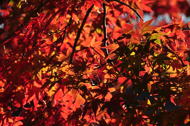 C11621M (EXPLORED 22/05/23) The intensity of light in the autumn leaves--the Phil Spector of autumn colour  DSC_0053