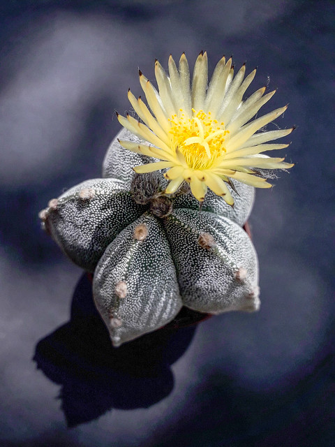 Astrophytum flower and shadow