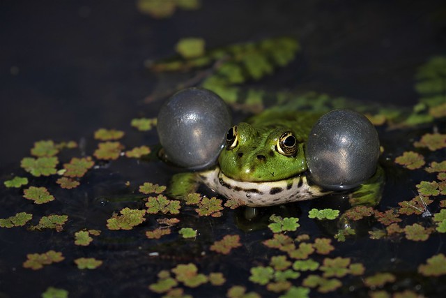 Marsh frog with impressive vocal sacs.