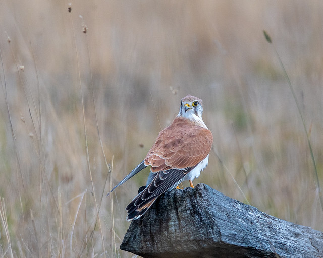 Nankeen Kestrel