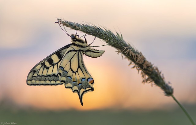 *Spring Swallowtail in front of the setting sun*