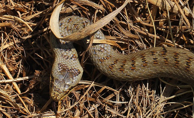 Smooth snake - Coronella austriaca 210523 (6)