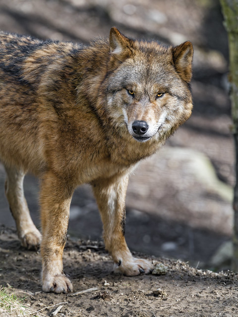 Attentive wolf