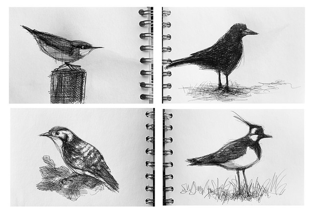 Birds .  ballpoint pen sketch book drawings by jmsw