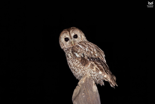 Coruja-do-mato, Tawny Owl (Strix aluco)
