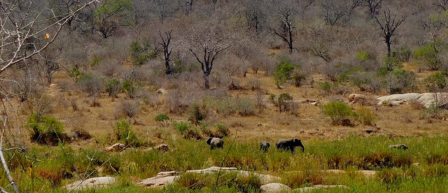 SÜDAFRIKA( South-Africa), Im Krüger-Nationalpark, Elefanten in verbranntem Land, 22094