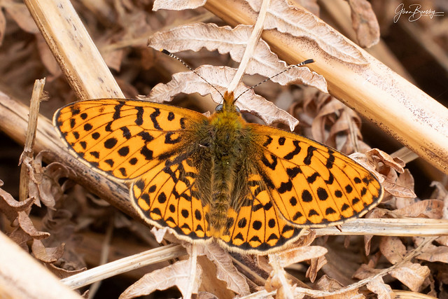 Pearl Bordered Fritillary (M) APPLM 230518 5Z4A4472