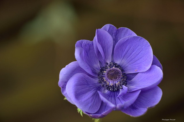 Anémone violette 1