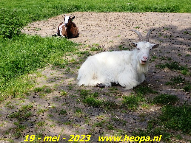 2023-05-19 Almere-Utopia   Kemphaan  (76)