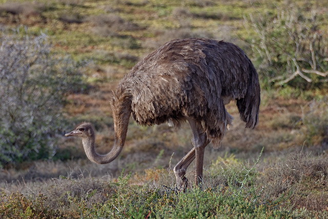 Африканский страус, Struthio camelus australis, Common Ostrich ♀️
