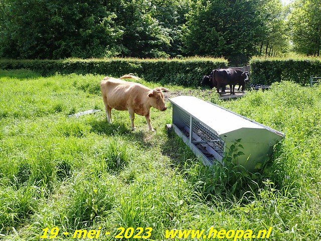 2023-05-19 Almere-Utopia   Kemphaan  (83)
