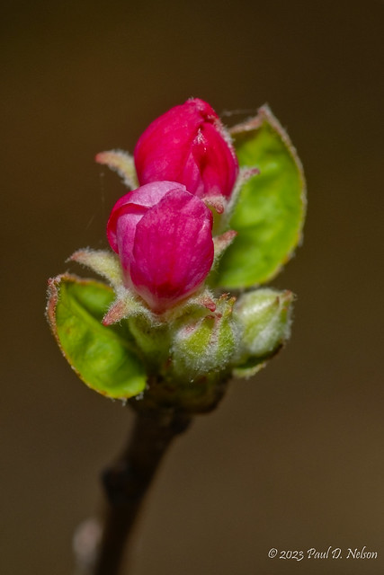 _PDN1871_Apple Blossom from the garden