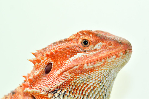 Dragon Lizard