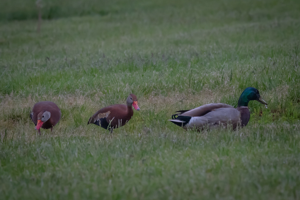 Black-bellied whistling-ducks in NJ