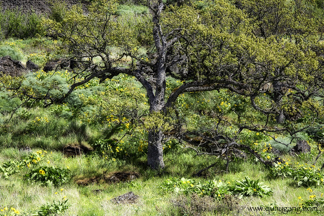 White Oak and Balsamroots, Rowena, Oregon, May 2023