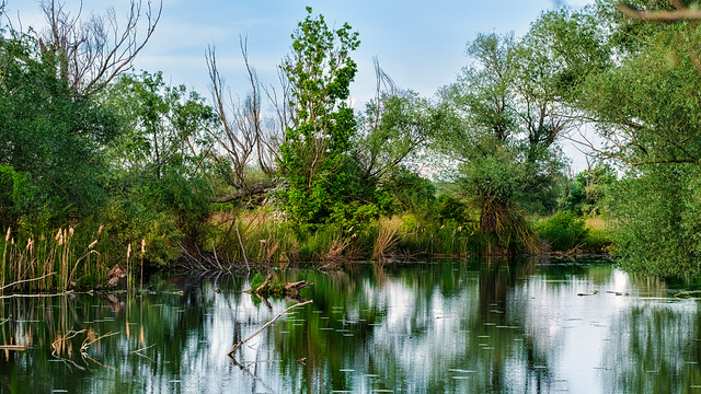 Hungarian Wetland