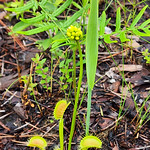 NC 25 - VENUS FlYTRAP (Dionaea muscipula) (05-20-2023) green swamp ecological area, brunswick co, nc (1) 