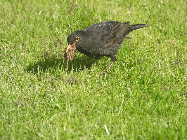 Blackbird and worms