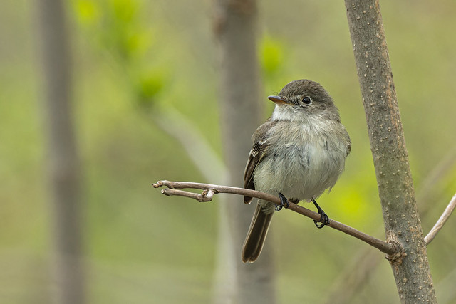 Least Flycatcher - Rondeau Provincial Park, Chatham-Kent County, Ontario, Canada
