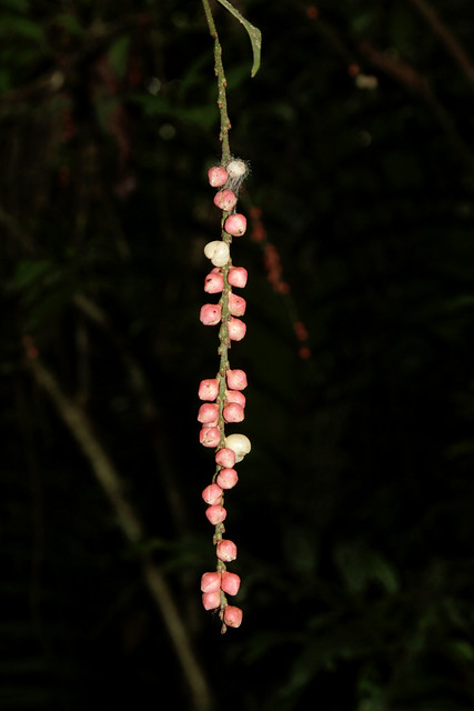 Coccoloba acuminata (Polygonaceae)