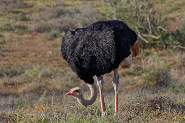 Африканский страус, Struthio camelus australis, Common Ostrich ♂️
